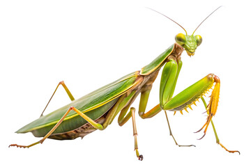 Green praying mantis insect isolated on a transparent background
