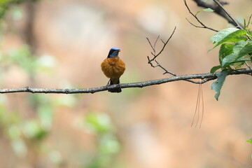 Blue-capped rock thrush (Monticola cinclorhyncha) is a species of bird in the family Muscicapidae. This photo was taken in North India.