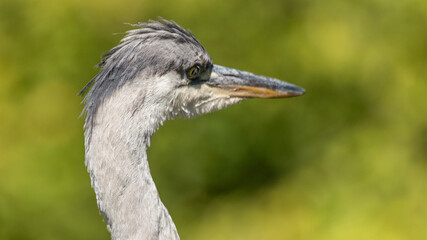 close up of a grey crowned crane