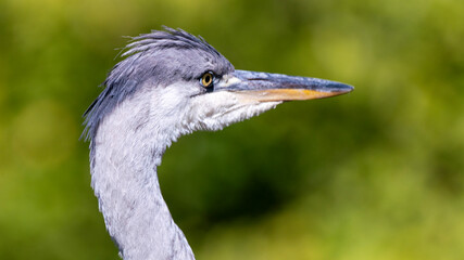 blue heron portrait