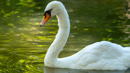 white swan on the lake