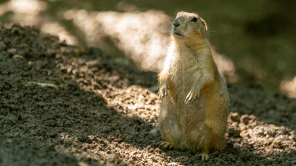 meerkat on the ground