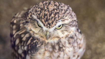 barn owl portrait
