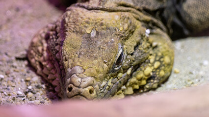 close up of a rattlesnake