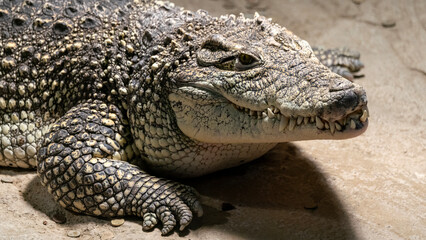 close up of an alligator