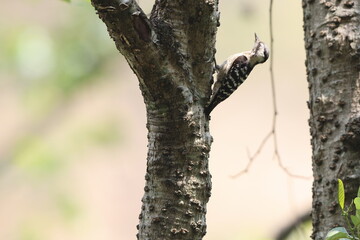 The grey-capped pygmy woodpecker (Yungipicus canicapillus mitchellii) is an Asian bird species of the woodpecker family (Picidae).This photo was taken in Northwest India.