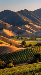 Fototapeta premium Rolling hills and vibrant vineyards at sunset