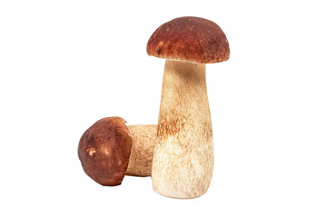 Fototapeta premium Close-up of fresh porcini mushrooms with brown caps and creamy stems