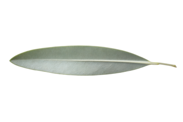 A leaf is shown on a white background