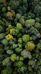 Naklejka premium Lush green canopy of a tropical forest from above