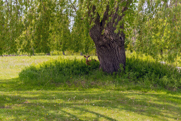 A White-tailed Buck Deer Feeding Beneath A Large Willow Tree In Spring In Wisconsin
