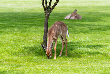 A Young White-Tailed Deer Still In Winter Coat Feeding Beneath A Small Tree In Spring In Wisconsin