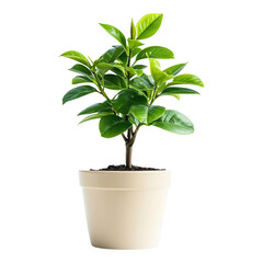 Small potted plant with green leaves against black backdrop