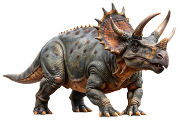 Fototapeta premium Triceratops dinosaur with horns and frill isolated on a transparent background