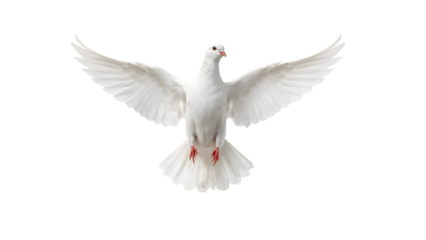 🕊️🕊️🕊️Serene Flight of a White Dove: Witness the ethereal beauty of a pristine white dove in mid-flight, wings gracefully outstretched against the heavens, evoking a sense of peace, freedom.