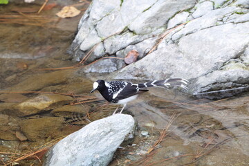 The spotted forktail (Enicurus maculatus maculatus) is a species of bird in the family Muscicapidae. This photo was taken in North India.