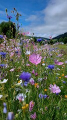 Vibrant summer wildflower meadow