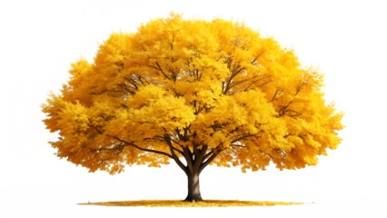 A large deciduous tree with a full canopy of bright yellow leaves, isolated on transparent background