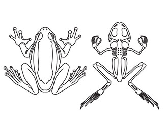 Frog and Frog Skeleton