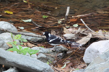 The spotted forktail (Enicurus maculatus maculatus) is a species of bird in the family Muscicapidae. This photo was taken in North India.