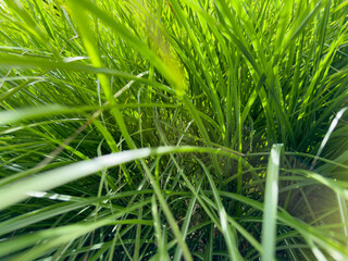 Fresh green grass close up, natural texture background