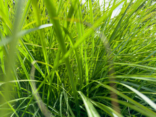 Green grass close up, natural background texture