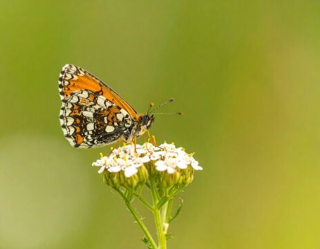 A butterfly rests on a cluster of flowers