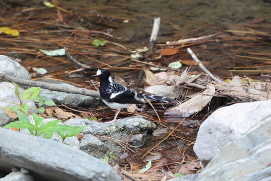 The spotted forktail (Enicurus maculatus maculatus) is a species of bird in the family Muscicapidae. This photo was taken in North India.
