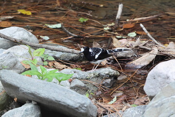 The spotted forktail (Enicurus maculatus maculatus) is a species of bird in the family Muscicapidae. This photo was taken in North India.