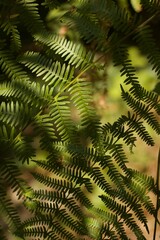 the fern laves lit by sun through the forest branches making a green pattern