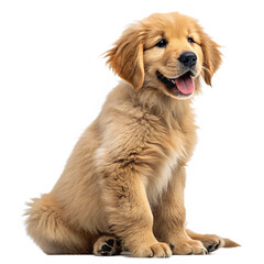 A cute golden retriever puppy is sitting and smiling isolated on transparent background, looking happy and full of energy