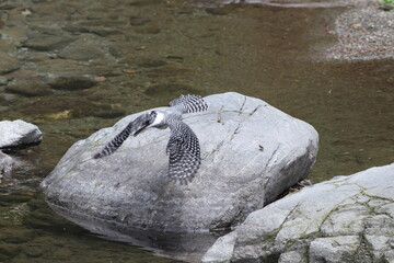 The crested kingfisher (Megaceryle lugubris continentalis) is a very large kingfisher that is native to parts of southern Asia. This photo was taken in North India.