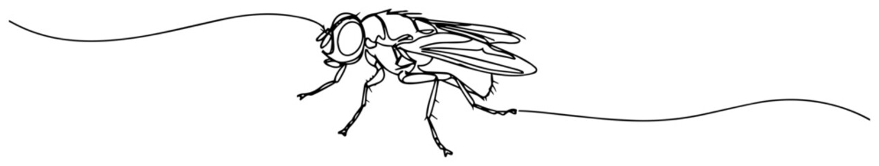 Continuous single‑line drawing of a housefly – minimalist insect outline vector art for biology, science or design