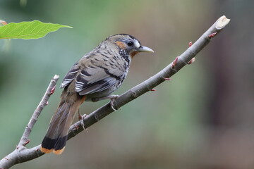 Rufous-chinned laughingthrush (Ianthocincla rufogularis occidentalis) is a bird species in the family Leiothrichidae. This photo was taken in Northwest India.