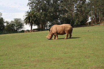 rinoceronte