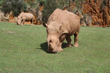 rinoceronte