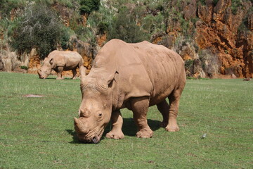 rinoceronte