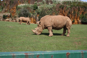 rinoceronte