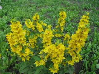 Vibrant yellow flowers blooming in a lush green meadow  