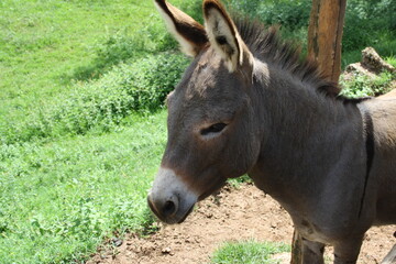 burro