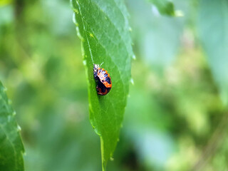 ladybird on leaf summer garden