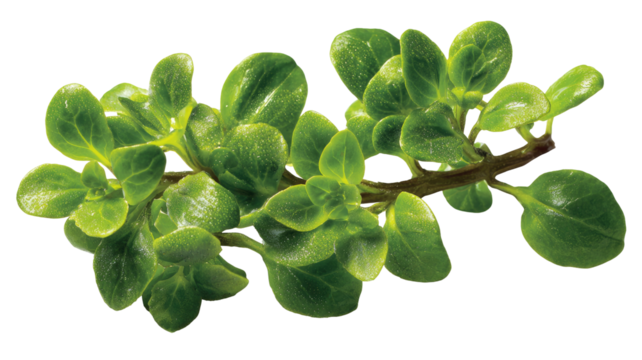 Close-up of a sprig of vibrant green herbs with serrated leaves.  The leaves are densely clustered, exhibiting a healthy, fresh appearance.  A dark stem connects the leaves