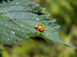 ladybird on leaf summer garden
