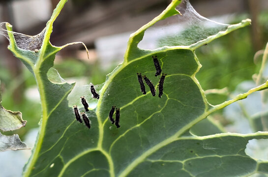 Caterpillar cabbage white butterfly on a green leaf close-up.