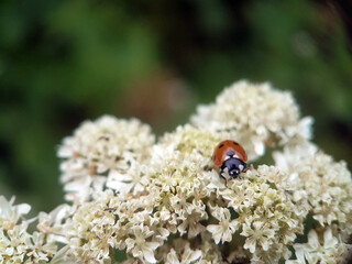 ladybird on leaf summer garden