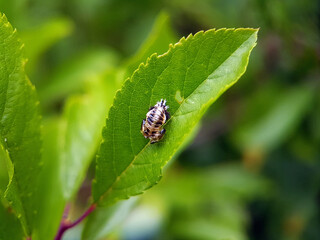 ladybird on leaf summer garden