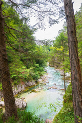 Tranquil mountain river flowing through lush green forest landscape