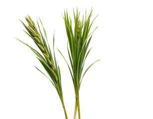 Fototapeta premium Green Wheat Stalks with Long Leaves Isolated on Transparent background