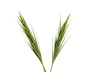 Fototapeta premium Green Tall Grass Stalks with Seed Heads Isolated on Transparent background