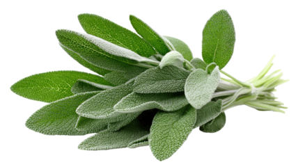 Fresh sage leaves clustered together